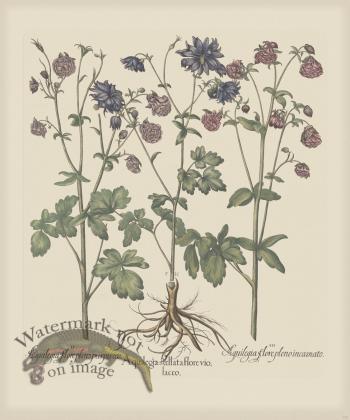 Besler 172 Colored  B2